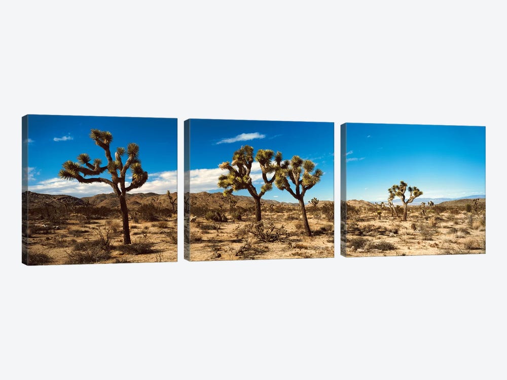 Desert Landscape, Joshua Tree National Park, California, USA by Panoramic Images 3-piece Canvas Print