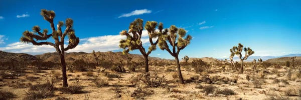 California: Desert Landscape, Joshua Tree National Park, California, USA by Panoramic Images