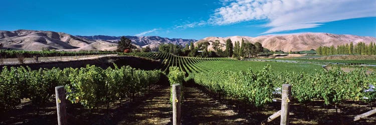 Vineyard, Marlborough Region, South Island, New Zealand