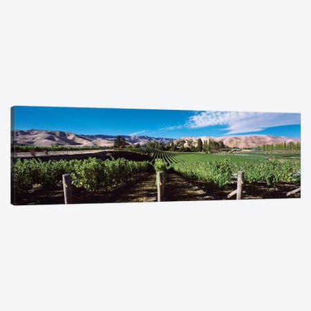 Vineyard, Marlborough Region, South Island, New Zealand Canvas Print #PIM14187} by Panoramic Images Canvas Print