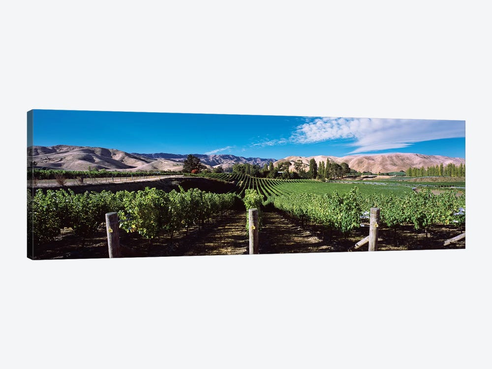 Vineyard, Marlborough Region, South Island, New Zealand by Panoramic Images 1-piece Canvas Art