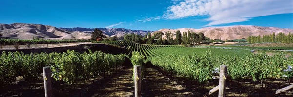Oceania: Vineyard, Marlborough Region, South Island, New Zealand by Panoramic Images