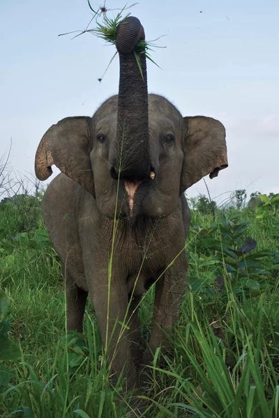 Elephant Calf, Hurulu Eco Park, Hurulu Forest Reserve, North Central Province, Sri Lanka by Panoramic Images framed canvas print