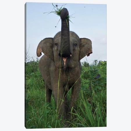 Elephant Calf, Hurulu Eco Park, Hurulu Forest Reserve, North Central Province, Sri Lanka Canvas Print #PIM14191} by Panoramic Images Canvas Print