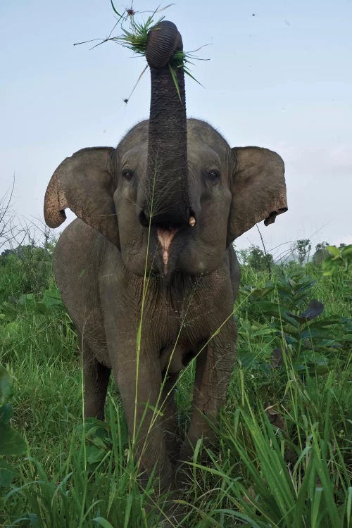 Elephant Calf, Hurulu Eco Park, Hurulu Forest Reserve, North Central Province, Sri Lanka