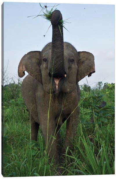 Elephant Calf, Hurulu Eco Park, Hurulu Forest Reserve, North Central Province, Sri Lanka Canvas Art Print - Sri Lanka