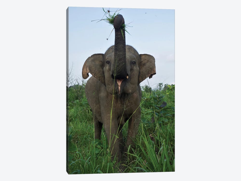 Elephant Calf, Hurulu Eco Park, Hurulu Forest Reserve, North Central Province, Sri Lanka by Panoramic Images 1-piece Art Print