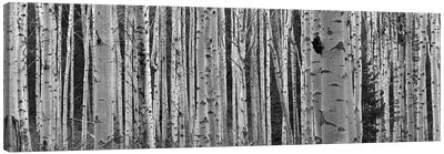 Aspen Trees in Black & White, Alberta, Canada Canvas Art Print - Black & White Scenic