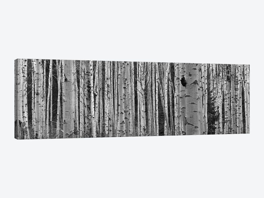 Aspen Trees in Black & White, Alberta, Canada by Panoramic Images 1-piece Canvas Wall Art