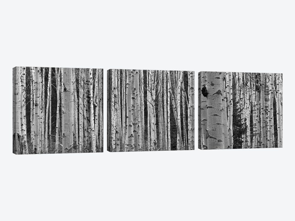 Aspen Trees in Black & White, Alberta, Canada by Panoramic Images 3-piece Canvas Art