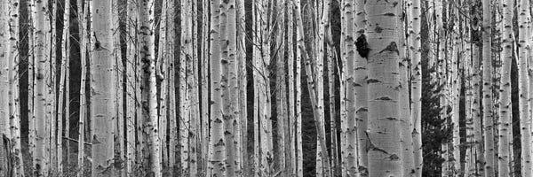 Black & White Florals: Aspen Trees in Black & White, Alberta, Canada by Panoramic Images