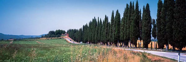 Cypress Trees: Countryside Landscape I, Torrita di Siena, Siena Province, Tuscany Region, Italy by Panoramic Images