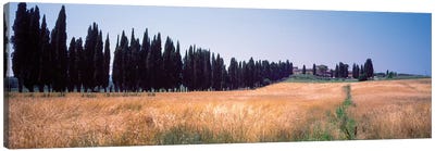 Countryside Landscape II, Torrita di Siena, Siena Province, Tuscany Region, Italy Canvas Art Print - Tuscany Art