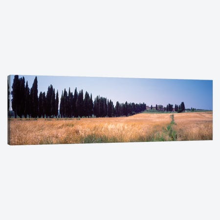 Countryside Landscape II, Torrita di Siena, Siena Province, Tuscany Region, Italy Canvas Print #PIM14199} by Panoramic Images Canvas Art Print