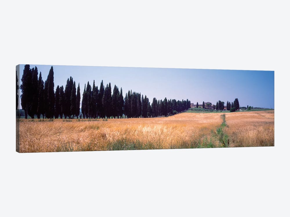 Countryside Landscape II, Torrita di Siena, Siena Province, Tuscany Region, Italy by Panoramic Images 1-piece Canvas Art Print