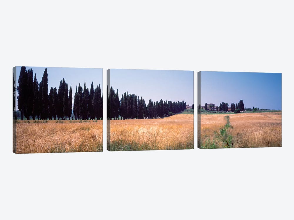 Countryside Landscape II, Torrita di Siena, Siena Province, Tuscany Region, Italy by Panoramic Images 3-piece Art Print