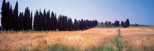 Cypress Trees: Countryside Landscape II, Torrita di Siena, Siena Province, Tuscany Region, Italy by Panoramic Images