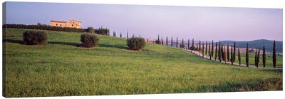 Countryside Landscape, Pienza, Siena Province, Tuscany Region, Italy Canvas Art Print - Cypress Tree Art