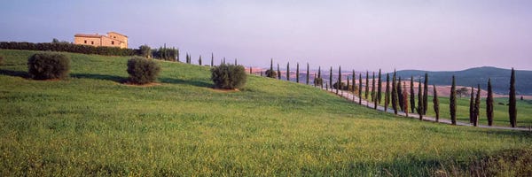 Cypress Trees: Countryside Landscape, Pienza, Siena Province, Tuscany Region, Italy by Panoramic Images