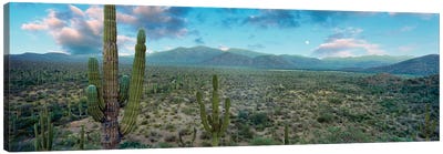 Elephant Cactus (Cardon), Mulege, Baja California Sur, Mexico Canvas Art Print - Plant Art
