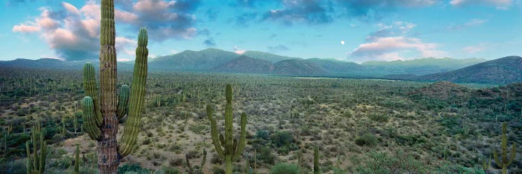 Elephant Cactus (Cardon), Mulege, Baja California Sur, Mexico by Panoramic Images wall art