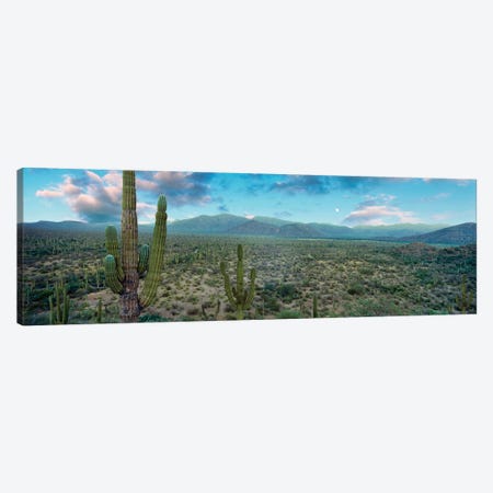 Elephant Cactus (Cardon), Mulege, Baja California Sur, Mexico Canvas Print #PIM14201} by Panoramic Images Canvas Art Print