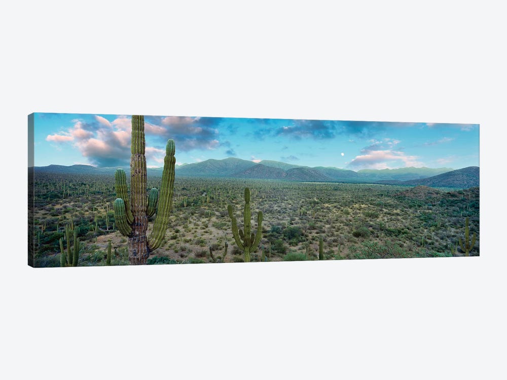 Elephant Cactus (Cardon), Mulege, Baja California Sur, Mexico by Panoramic Images 1-piece Canvas Artwork