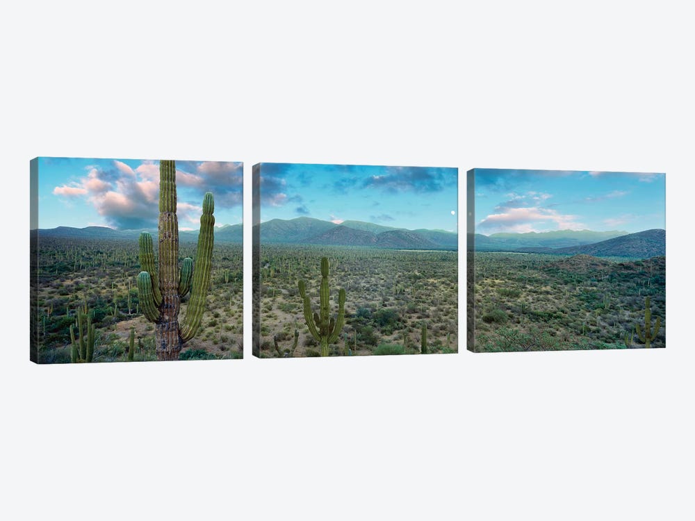 Elephant Cactus (Cardon), Mulege, Baja California Sur, Mexico by Panoramic Images 3-piece Canvas Art