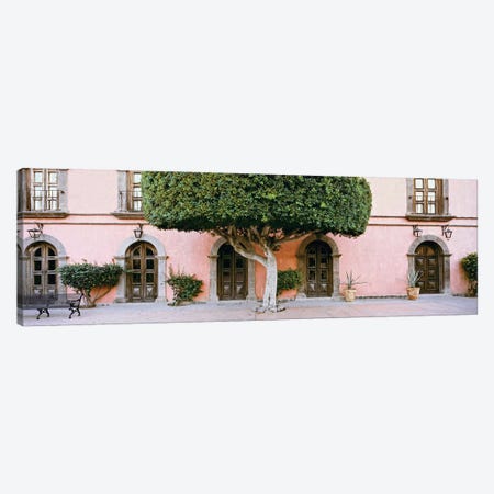 Indian Laurel Tree, Posada de las Flores Hotel, Loreto, Baja California Sur, Mexico Canvas Print #PIM14203} by Panoramic Images Canvas Print