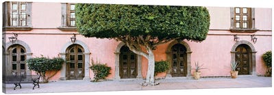 Indian Laurel Tree, Posada de las Flores Hotel, Loreto, Baja California Sur, Mexico Canvas Art Print - Escapism