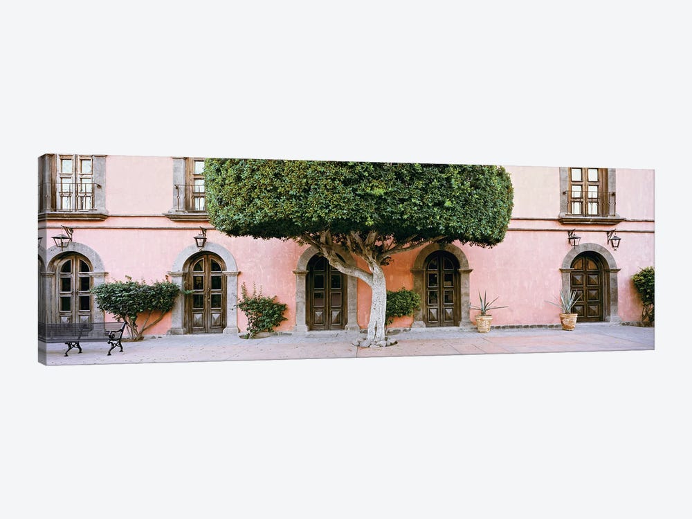 Indian Laurel Tree, Posada de las Flores Hotel, Loreto, Baja California Sur, Mexico by Panoramic Images 1-piece Canvas Art