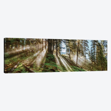 Forest Landscape, Alaska, USA Canvas Print #PIM14205} by Panoramic Images Canvas Wall Art