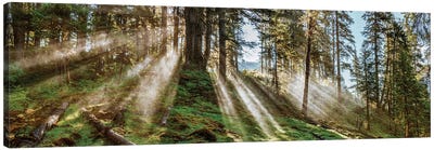 Forest Landscape, Alaska, USA Canvas Art Print - Nature Close-Up Art