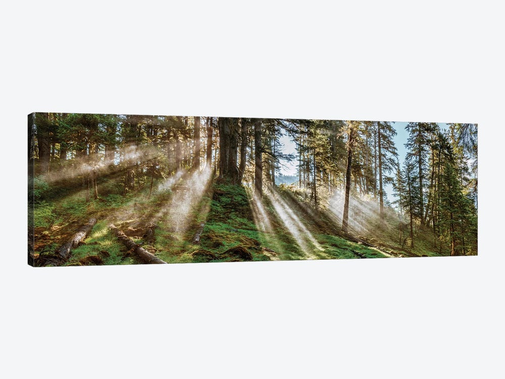 Forest Landscape, Alaska, USA by Panoramic Images 1-piece Canvas Artwork