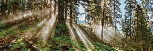 Forest Landscape, Alaska, USA