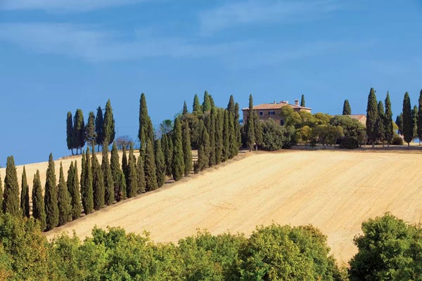 Cypress Trees: Countryside Landscape I, Tuscany Region, Italy by Panoramic Images