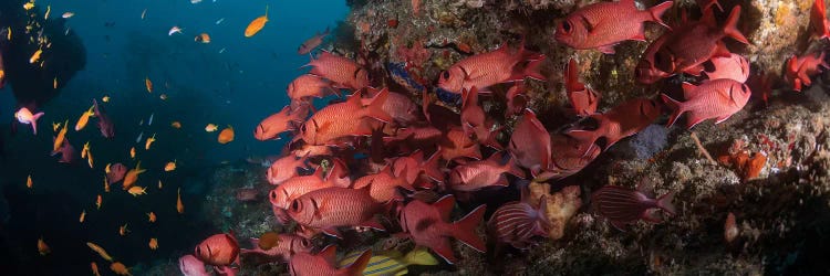 Schooling Blotcheye Soldierfish, Sodwana Bay, KwaZulu-Natal Province, South Africa