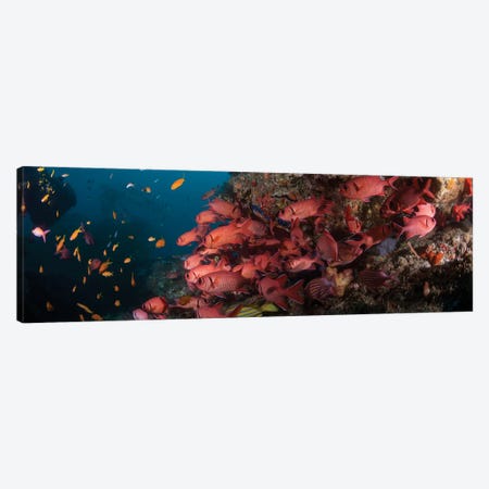 Schooling Blotcheye Soldierfish, Sodwana Bay, KwaZulu-Natal Province, South Africa Canvas Print #PIM14218} by Panoramic Images Canvas Art
