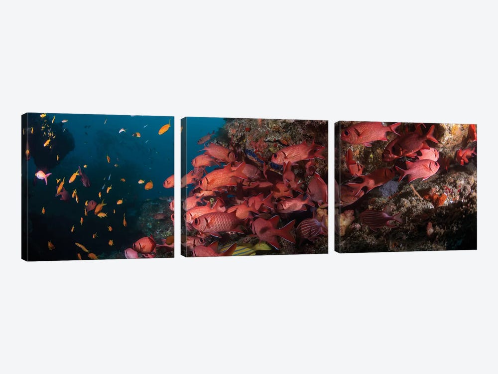 Schooling Blotcheye Soldierfish, Sodwana Bay, KwaZulu-Natal Province, South Africa by Panoramic Images 3-piece Canvas Art