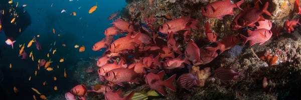 Underwater: Schooling Blotcheye Soldierfish, Sodwana Bay, KwaZulu-Natal Province, South Africa by Panoramic Images