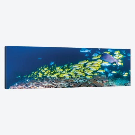 Schooling Bluestripe Snappers, Sodwana Bay, KwaZulu-Natal Province, South Africa Canvas Print #PIM14219} by Panoramic Images Canvas Artwork
