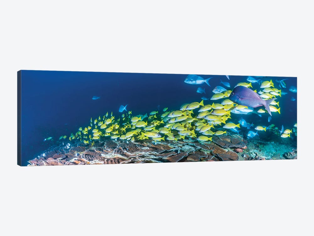 Schooling Bluestripe Snappers, Sodwana Bay, KwaZulu-Natal Province, South Africa by Panoramic Images 1-piece Canvas Print