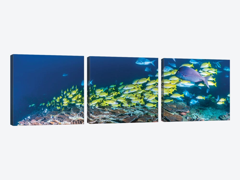 Schooling Bluestripe Snappers, Sodwana Bay, KwaZulu-Natal Province, South Africa by Panoramic Images 3-piece Art Print
