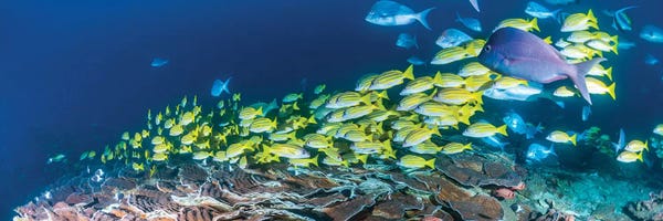 Underwater: Schooling Bluestripe Snappers, Sodwana Bay, KwaZulu-Natal Province, South Africa by Panoramic Images