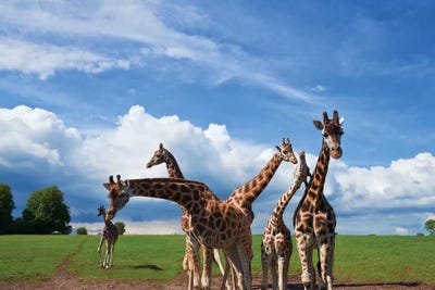 Tower Of Giraffes, Fota Wildlife Park, Fota Island, County Cork, Ireland by Panoramic Images framed wall art