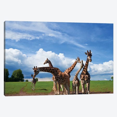 Tower Of Giraffes, Fota Wildlife Park, Fota Island, County Cork, Ireland Canvas Print #PIM14220} by Panoramic Images Art Print