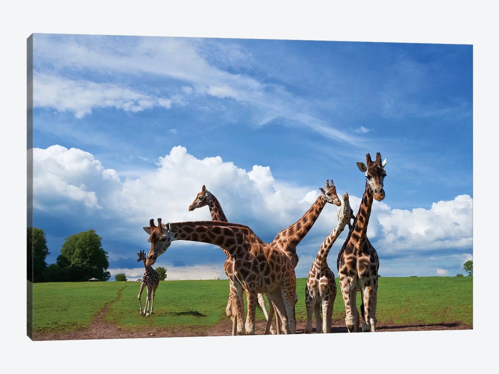 Tower Of Giraffes, Fota Wildlife Park, Fota Island, County Cork, Ireland by Panoramic Images 1-piece Canvas Art Print