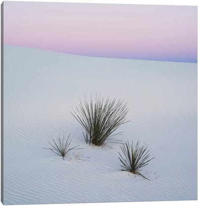 Soaptree Yucca I, White Sands National Monument, New Mexico, USA Canvas Art Print - Desert Landscape Photography