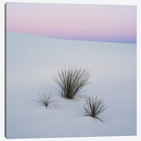 Soaptree Yucca I, White Sands National Monument, New Mexico, USA Canvas Print #PIM14221} by Panoramic Images Art Print