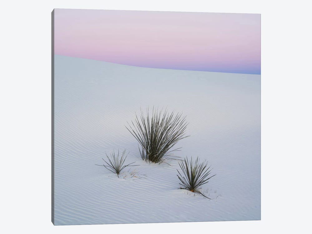 Soaptree Yucca I, White Sands National Monument, New Mexico, USA by Panoramic Images 1-piece Canvas Artwork